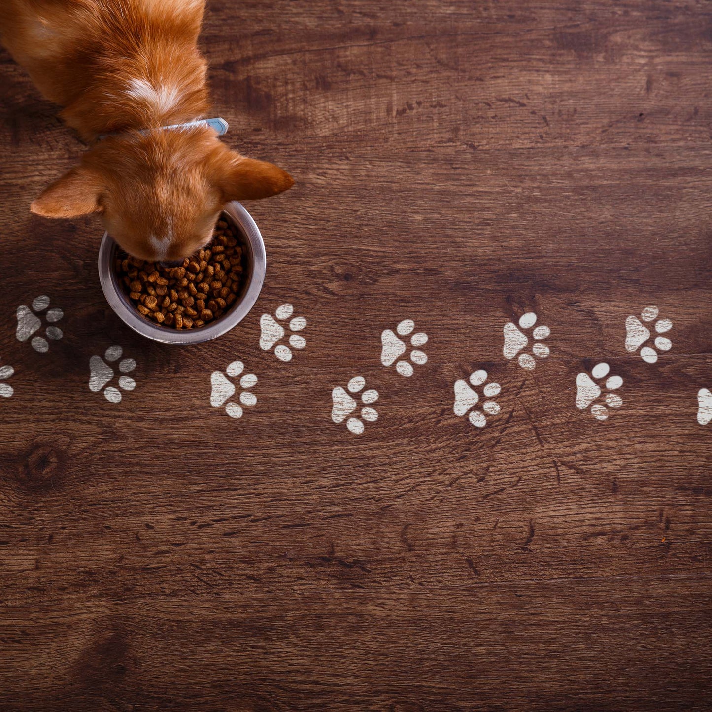 CraftStar Paw Print Border Stencil Painted on floor